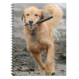 Golden Retriever Running With  Stick In Mouth Spiral Notebook