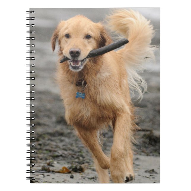 Golden Retriever Running With  Stick In Mouth Spiral Notebook (Front)