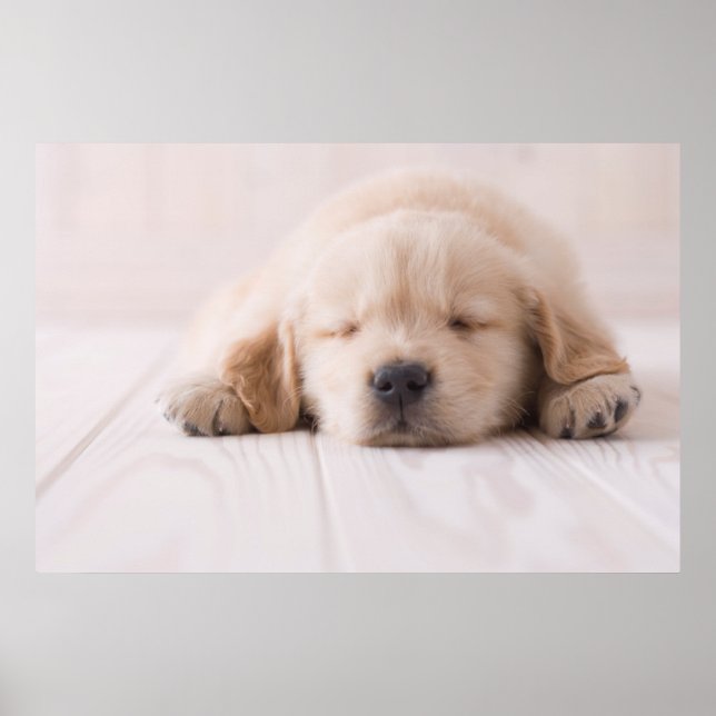 Golden Retriever Sleeping Poster (Front)