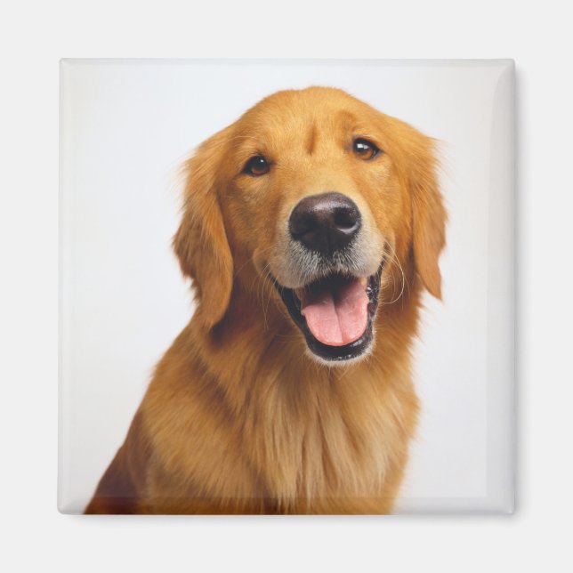 Golden Retriever Smile Magnet (Front)