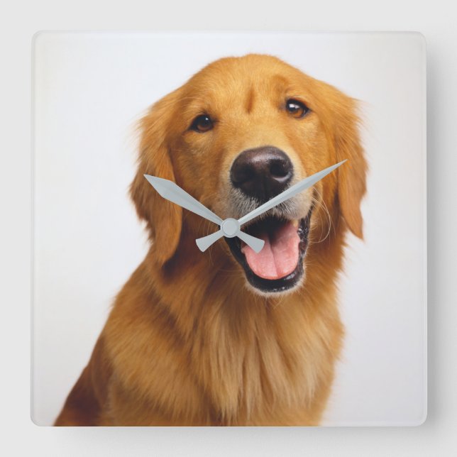 Golden Retriever Smile Square Wall Clock (Front)