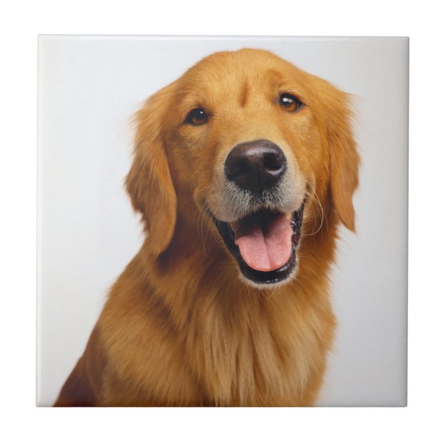 Golden Retriever Smile Tile (Front)
