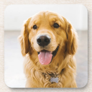 Golden Retriever Smiling Coaster