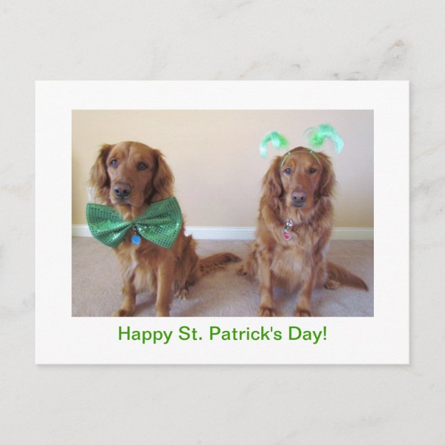 Golden Retriever St. Patrick's Day Postcard (Front)