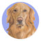 Golden retriever stickers