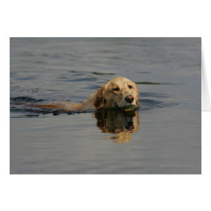 Golden Retriever Swimming
