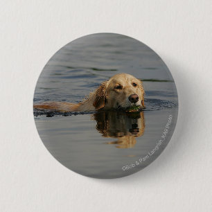 Golden Retriever Swimming 6 Cm Round Badge