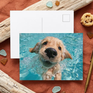 Golden Retriever Swimming Puppy Summer Fun Postcard