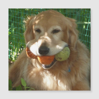 Golden Retriever & Tennis Balls Magnetic Card