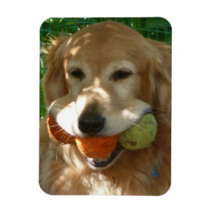 Golden Retriever & Tennis Balls Puzzle Magnet