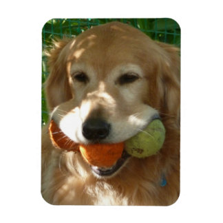 Golden Retriever & Tennis Balls Puzzle Magnet