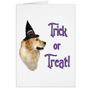 Golden Retriever Trick