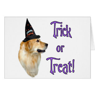 Golden Retriever Trick