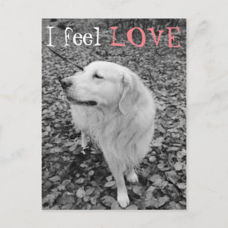 Golden retriever VALENTINE'S DAY Postcard