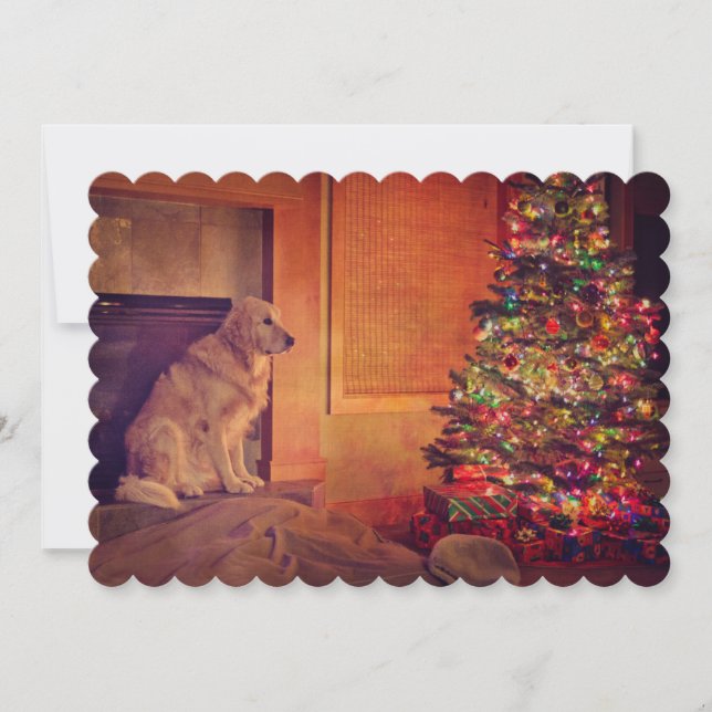 Golden retriever waits by fireplace (Front)