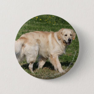 Golden Retriever Walking 6 Cm Round Badge