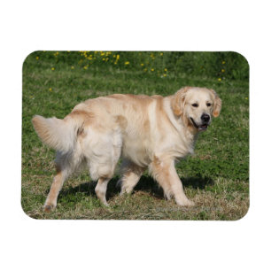 Golden Retriever Walking Magnet