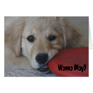 Golden Retriever Wanna Play...