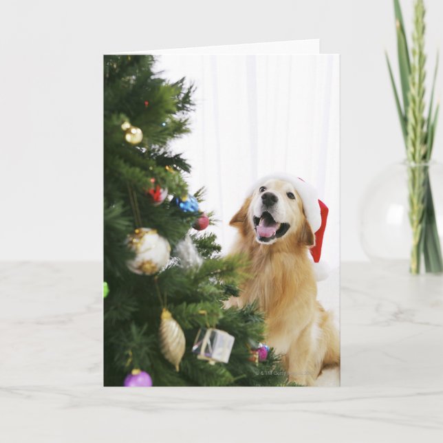 Golden retriever which watches Christmas tree Holiday Card (Front)