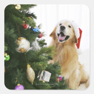 Golden retriever which watches Christmas tree Square Sticker