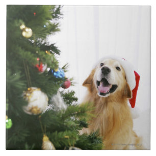 Golden retriever which watches Christmas tree Tile