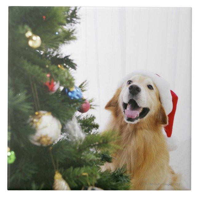 Golden retriever which watches Christmas tree Tile (Front)