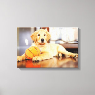 Golden Retriever With Basketball Toy Canvas Print