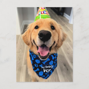 Golden Retriever with Birthday Hat and Bandanna Postcard