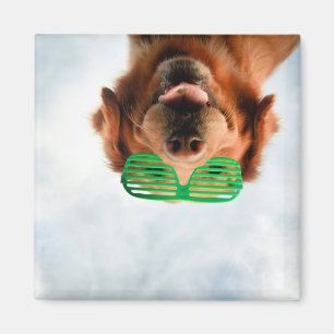 Golden Retriever With Green Sunglasses Magnet