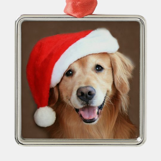 golden retriever santa hat