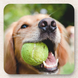 Golden Retriever With Tennis Ball Coaster