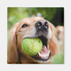 Golden Retriever With Tennis Ball Magnet