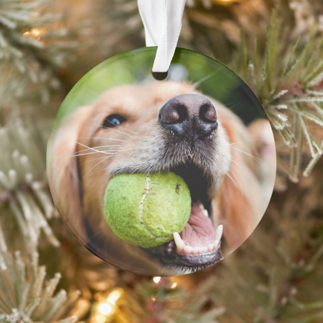 Golden Retriever With Tennis Ball Ornament (Tree)