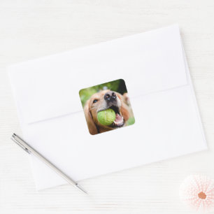 Golden Retriever With Tennis Ball Square Sticker
