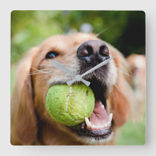 Golden Retriever With Tennis Ball Square Wall Clock