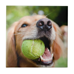 Golden Retriever With Tennis Ball Tile
