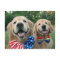 Golden Retrievers in Independence Day Bow Ties