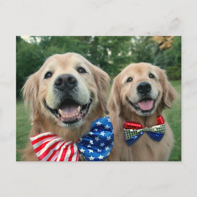 Golden Retrievers in Independence Day Bow Ties Postcard (Front)