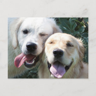 Golden Retrievers postcard
