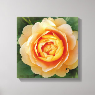 Golden rose canvas print