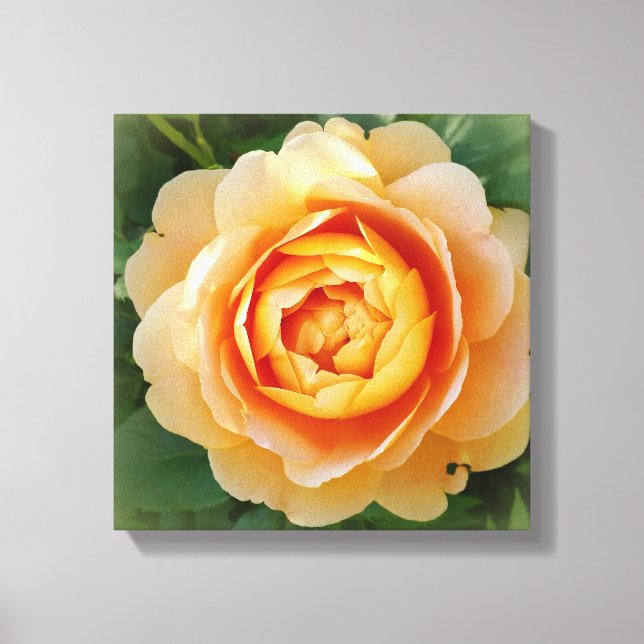 Golden rose canvas print (Front)