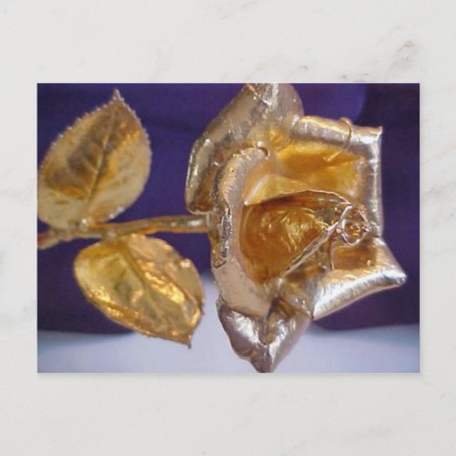 Golden rose - forever love postcard (Front)