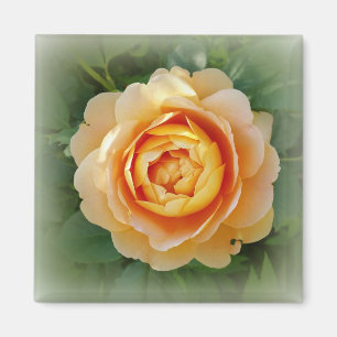 Golden rose magnet