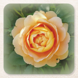 Golden rose square paper coaster