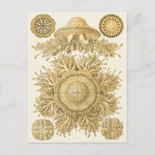 Golden Sea Creatures Postcard