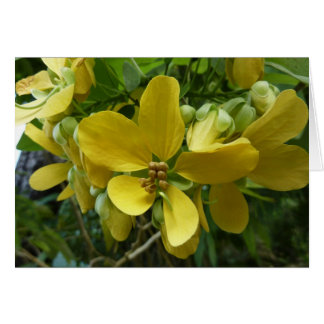 Golden Shower Tree Tropical Yellow Floral