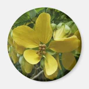 Golden Shower Tree Tropical Yellow Floral Magnet