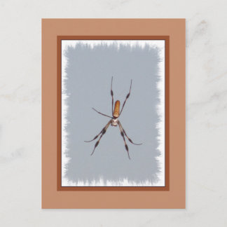 Golden Silk Orb-Weaver Postcard