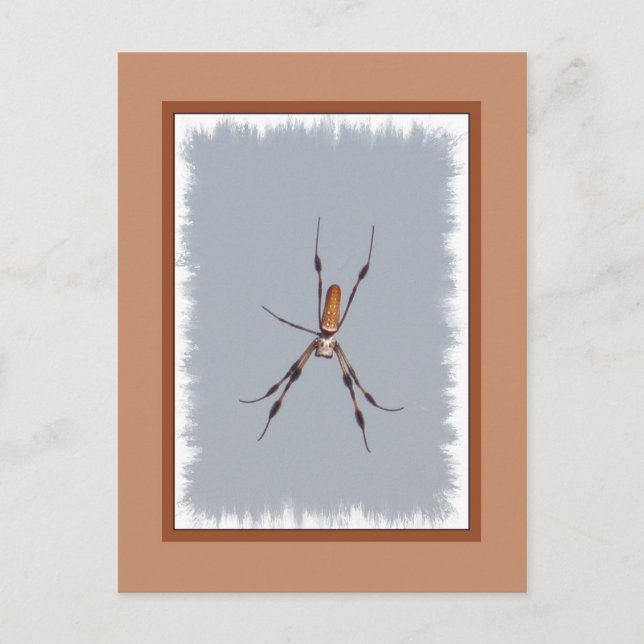 Golden Silk Orb-Weaver Postcard (Front)