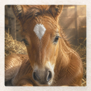 Golden Slumber gentle Foal Glass Coaster